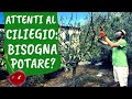 Bisogna POTARE il CILIEGIO? Ecco come tagliare senza far soffrire la pianta