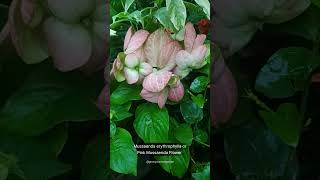 Pink Mussaenda Blooming Beauty Garden Elegance In Full Color