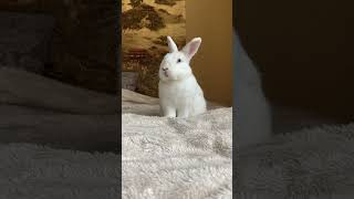 Милый Кролик 🐰 Тыгыдык