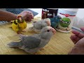 Different Methods To Hand Feed A Baby Bird | Kakariki Parakeet |