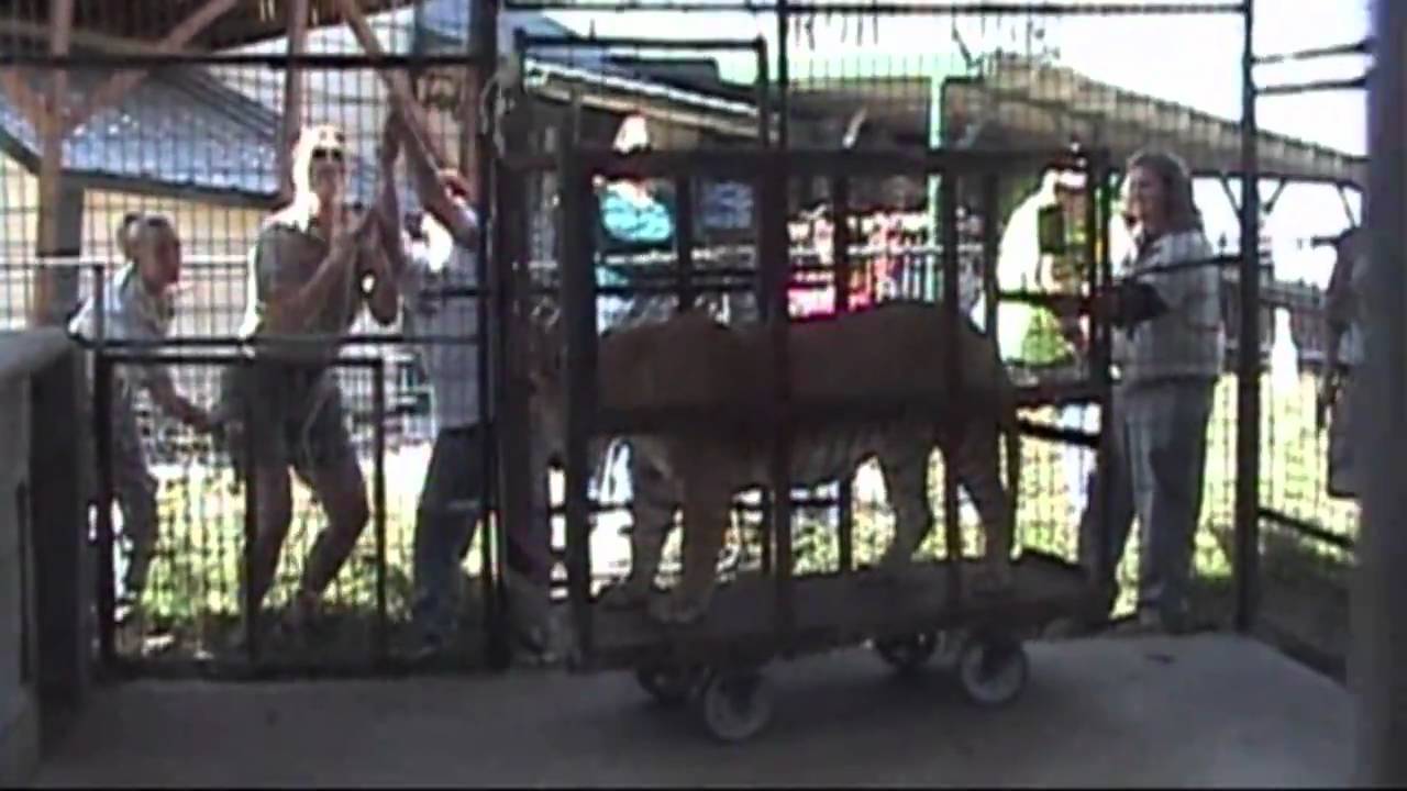 rescue dogs rock nyc Karma and Brady, Ligers Arrive