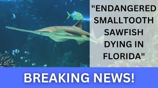Endangered Smalltooth Sawfish Dying in Florida Waters