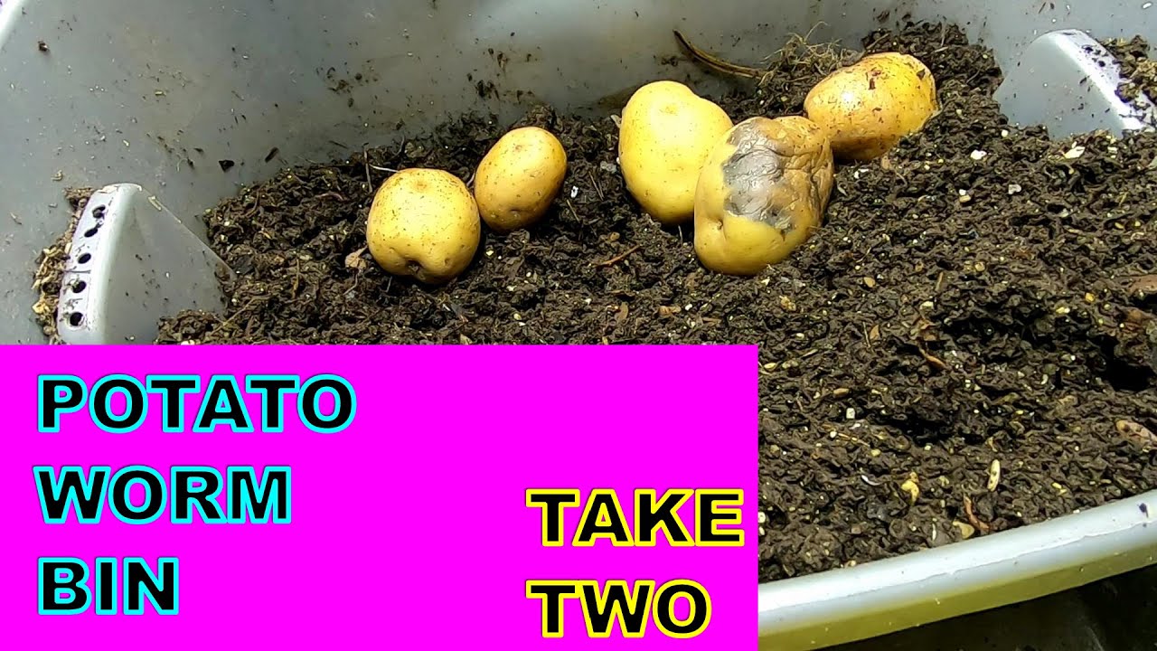 WORMS GROWING POTATOES TAKE TWO YouTube