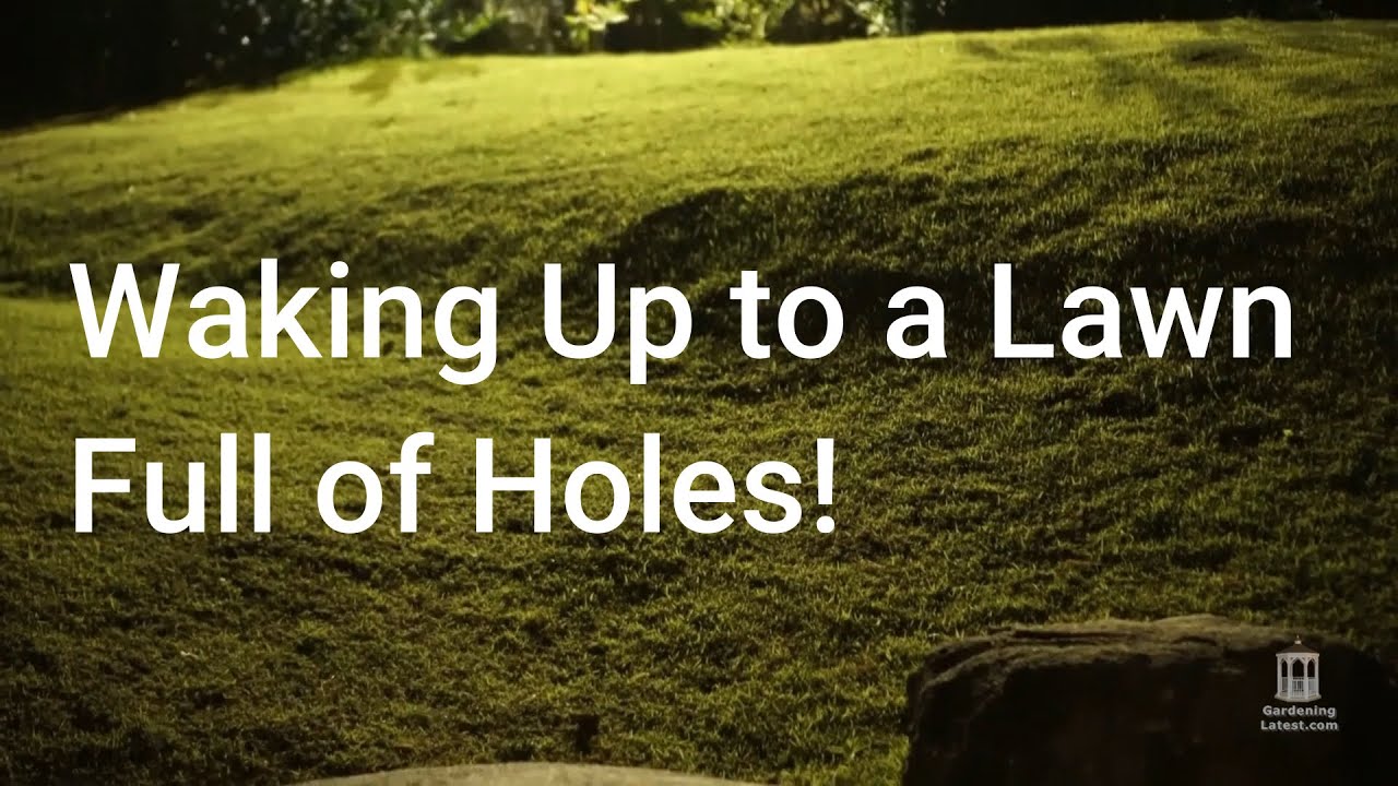 Waking Up to a Lawn Full of Holes Small Holes in Lawn Overnight YouTube