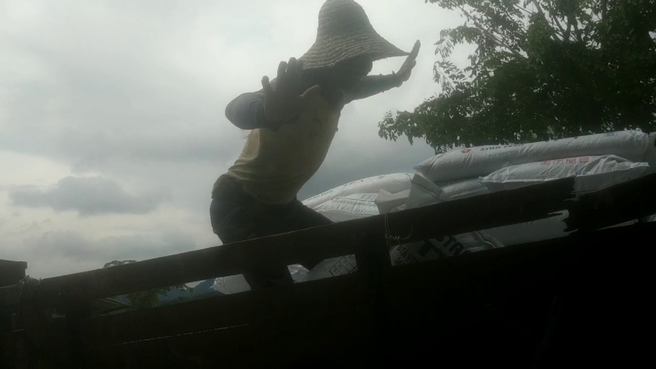 Tutorial,cara" kasi makan ikan biar cepat besar. 