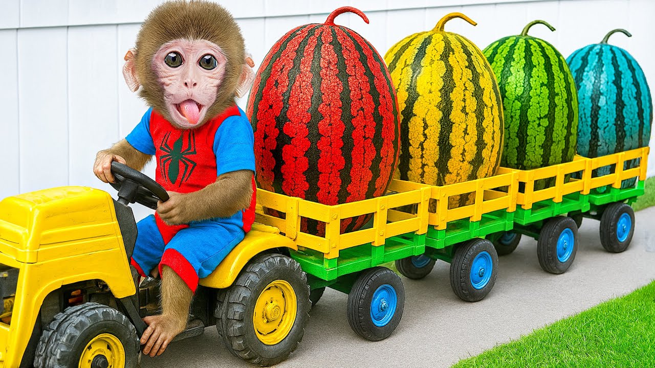 Smart Monkey BaBaBu with duck harvests Colorful Watermelons with a farm vehicle - BABABU MONKEY