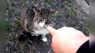 Cat Rescuers in Ukraine Providing Food and Transforming Lives