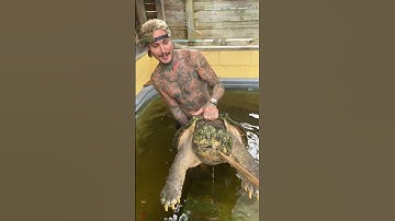Catching a 150 pound Snapping Turtle by Hand 😂🔥 Happy World Turtle Day! #animals #wildlife #shorts
