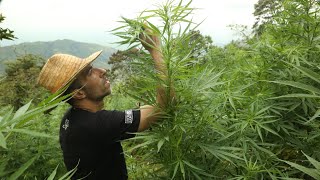 Strain Hunters RAW: Colombia - Behind the scene's with VICE -  Part 2 by Green House Seed Co 68,674 views 3 years ago 18 minutes