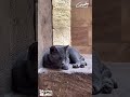 يا وعدي علي الايام