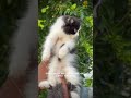 GOOD QUALITY MALE KITTEN AVAILABLE #kitten #cat #pets #cute #kitty #love #sales #trend #madurai