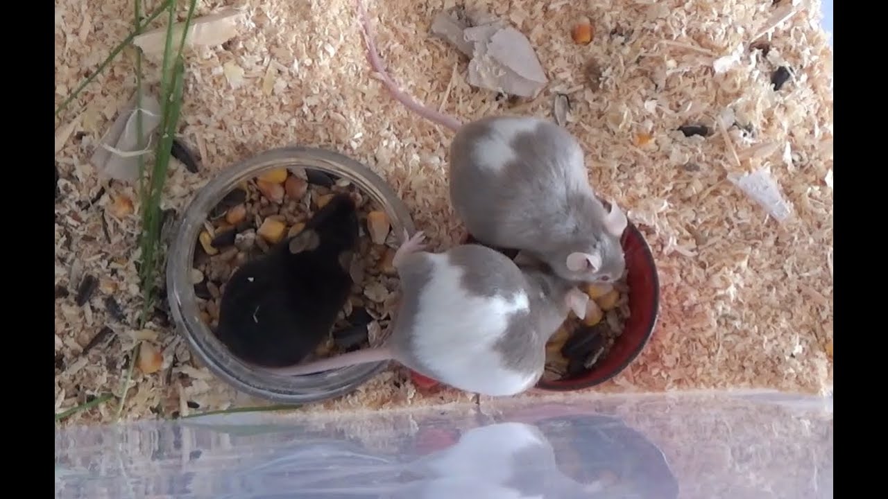 Мыши николаев. Беременный мышонок.