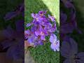 Beauty 😍🥰🦋❤️ #natural  #nature  #beautiful #flowers  #ytshort  #yt #myartcreativity  #drawingytshort