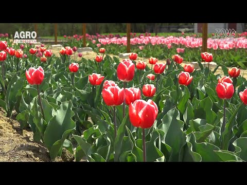 Video: Lalele Albe (29 Fotografii): Soiuri De Flori Frumoase Roșu-alb și Galben-alb, Caracteristici De Cultivare
