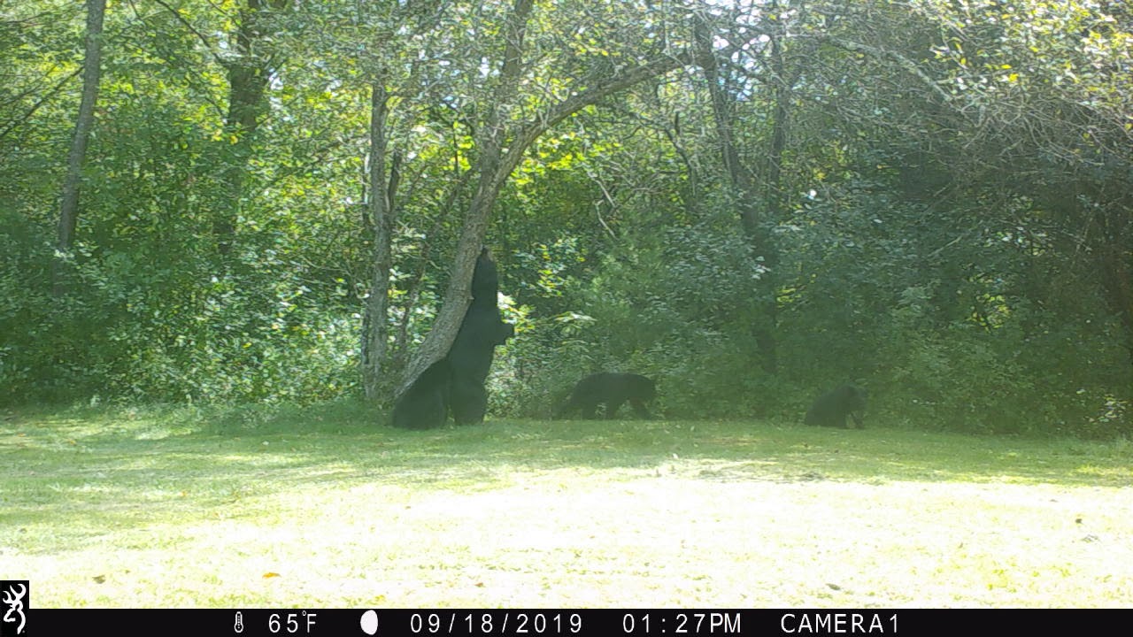 Mama Bear and 3 Cubs - YouTube
