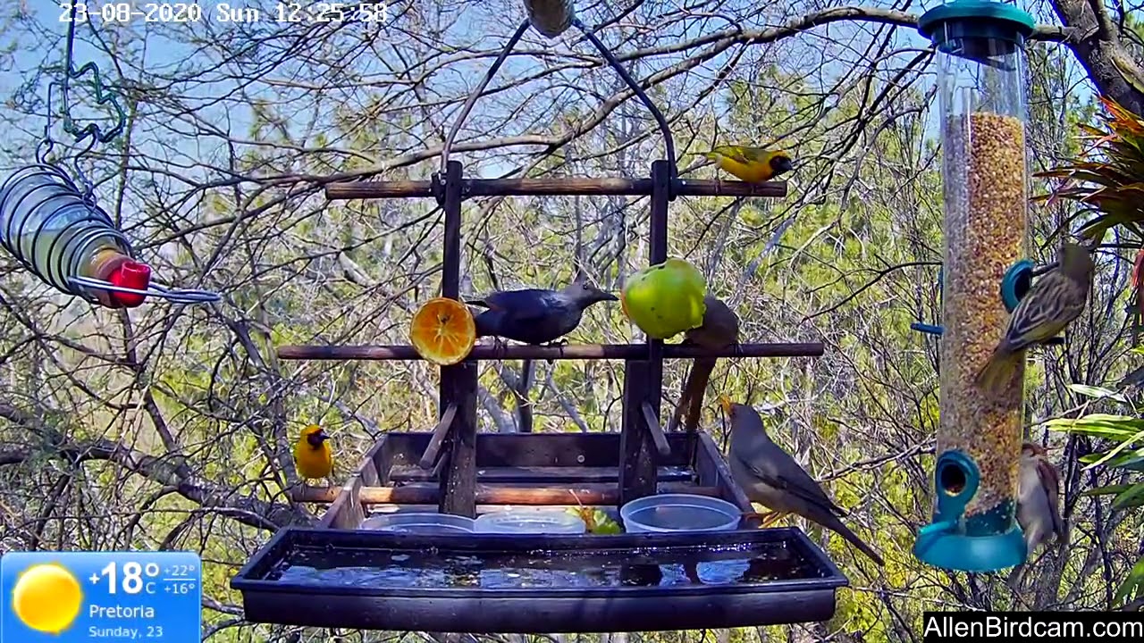 Hive of activity of amazing South African garden birds (Videos and sounds for cats and bird lovers)