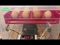 Incubación de huevos de gallina 2
