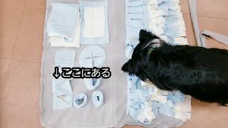 ノーズワークマット体験