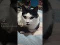 #crazycoop #cats #catshorts  #mentalhealth #enjoy #crazycoopcats #trendingshorts #trending