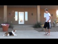 Southern Utah Certified Dog Trainer starts dog program at local therapeutic boarding school Southern Utah Certified Dog Trainer starts dog program at local therapeutic boarding school