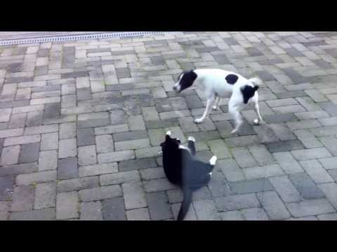 Video: Gas Hos Hundar Och Katter: Hanterar Tidig Flatulens
