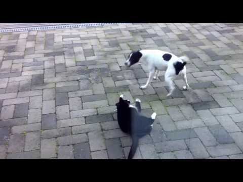 Video: Er Du Klar Til å Vedta En Hund Eller Katt Med Spesielle Behov?