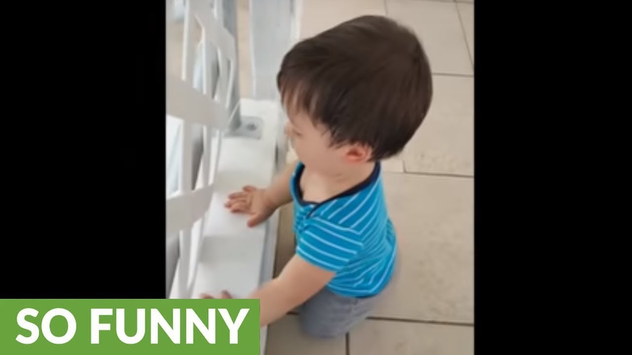 videos for cats Baby and dog invent new method of playing fetch