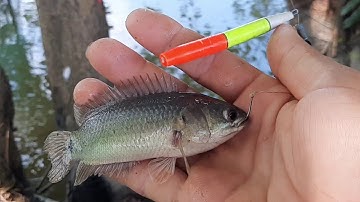 Câu Cá Rô Đồng Ruộng Lúa. Cá Ăn Thấy Mê Luôn. Vịt Đẹt vlog