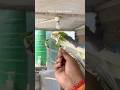 Cockatiel eating tulsi 🌿 neem #shorts #viralvideo #birds #lovebirds #birdslover #cockatiel #pets