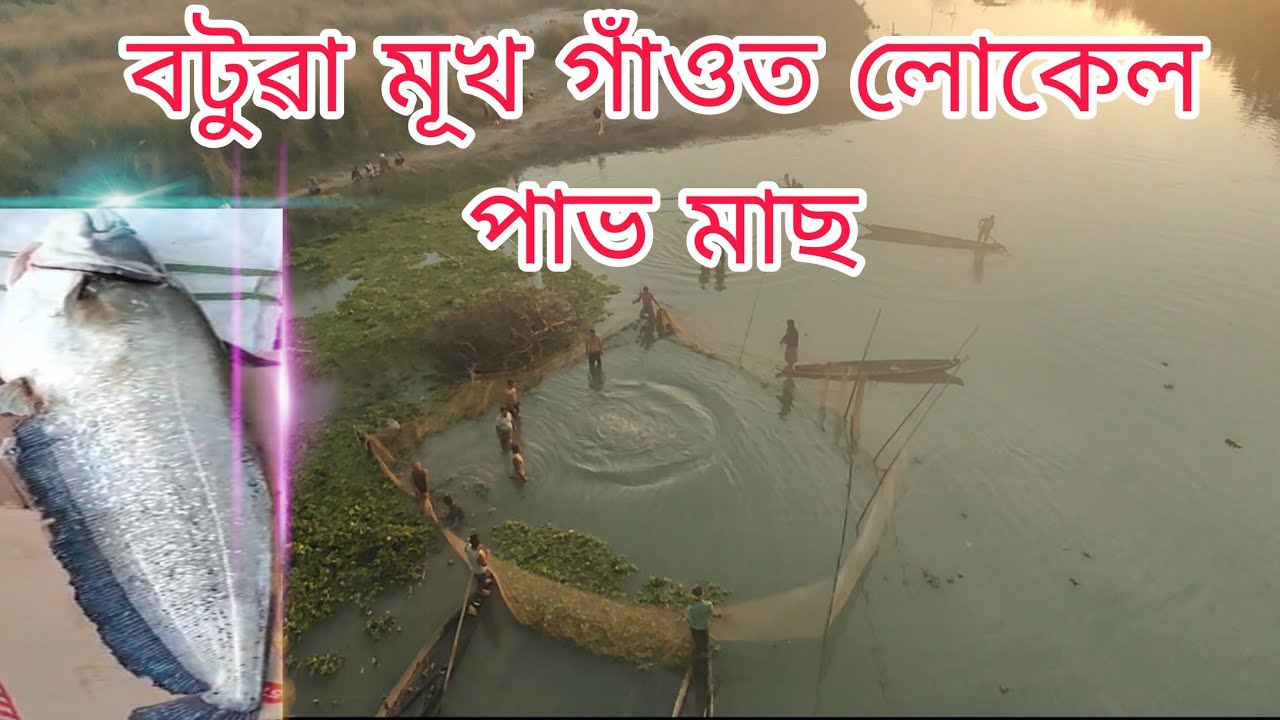 "পাভ মাছ"বটুৱা মূখ গাঁওৰ নদীৰ  