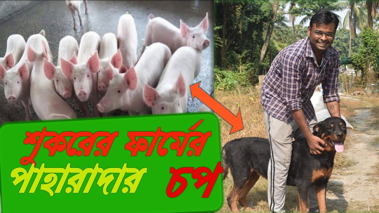 how-to-start-pig-farming-in-india-success-story-of-pig-farming