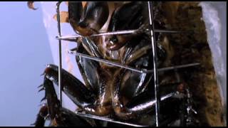 Pure Science Specials   Super Cockroach
