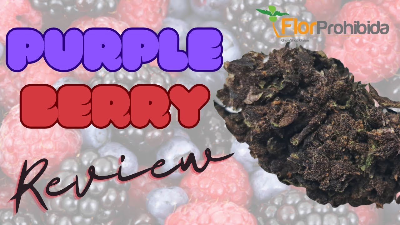 PURPLE BERRY de FLOR PROHIBIDA - Flor Cáñamo Review - Green Station CBD