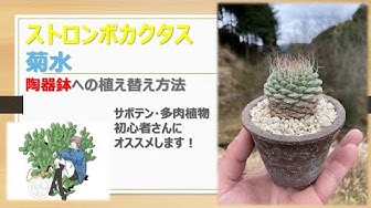 サボテン Youtube