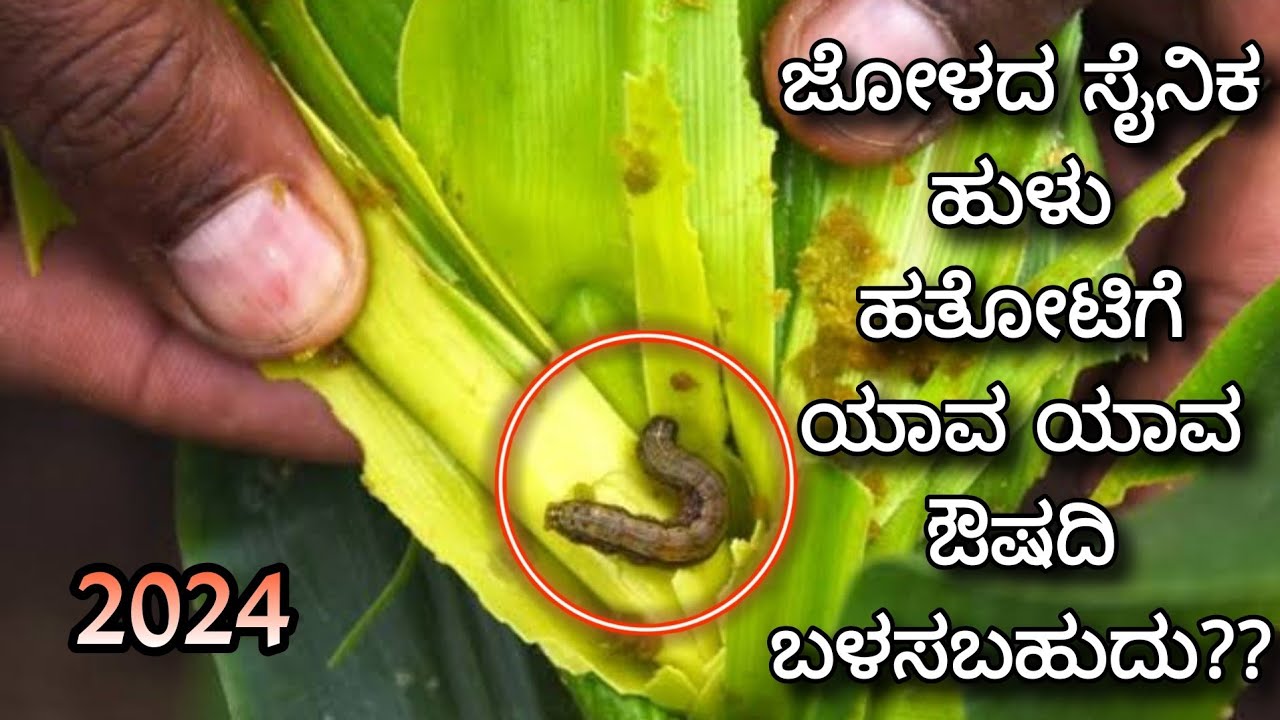 Fallarmy worm control in Maize | Insecticides other than Emamectin benzoate |