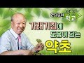 가래 기침에 도움이 되는 약초 [안덕균의 약초학교 EP.15]