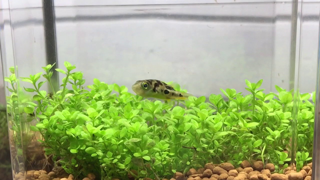 世界最小淡水フグ アベニーパファー の隠れんぼ Youtube 世界最小淡水フグ アベニーパファー の隠れんぼ Youtube