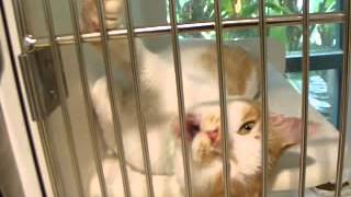 07 13 2012 cats