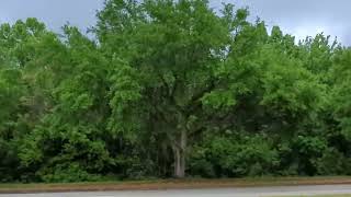 Gorgeous Green Trees at Regal Oviedo Mall! Florida