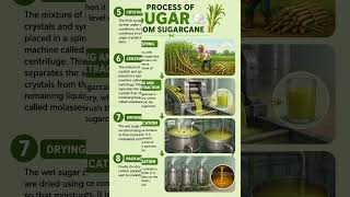 How Sugar is Made from Sugarcane? 🌱🍬 | Complete Sugar Production Process#chemistry #sugar #sugarcane