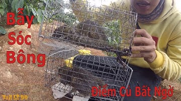Bẫy Sóc Bông ,Gom Luồn Bẫy Củ Cái Kết Thật Bất Ngờ - SQUIRREL TRAP _ Vạn Lý Do (Phần 51)