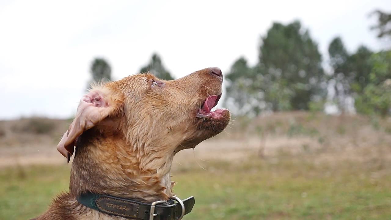 Showreel, Paul Hulak