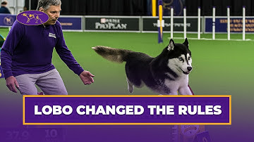 When a Husky Decides to Do Agility HIS Way 😅