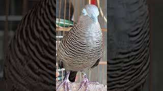 Burung Merpati Lokal Bernyanyi dengan Suara \