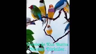 Derelerde Kuş Burnu..nostaji Türküler..