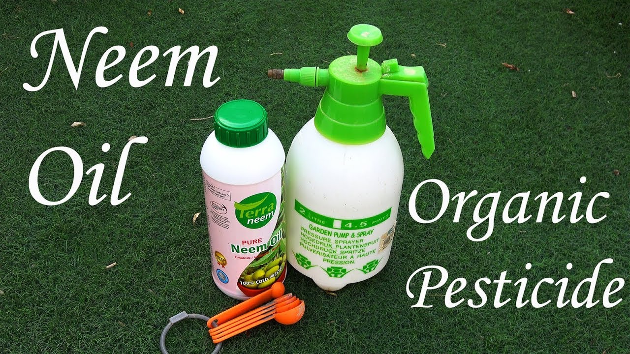 زيت النيم - مبيد حشري عضوي