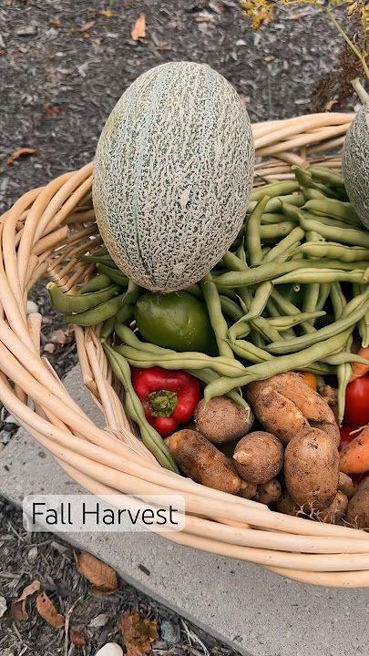 Download lagu Let this fall be a season of renewal #fall #autumn #harvest #harvesting #shorts