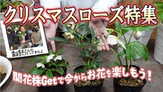 【開花まで何年もかかるの？】クリスマスローズ-何年も咲かないポット苗と今から楽しめる開花株-原種シクラメン＆横山園芸さん横山先生に土の配合聞いてみた♪