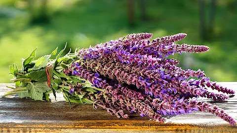Шалфей (шавлий, шальвия). Использование в кулинарии как пряность