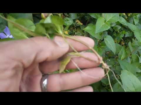 فيديو: هل السرخس نبات الزاحف؟